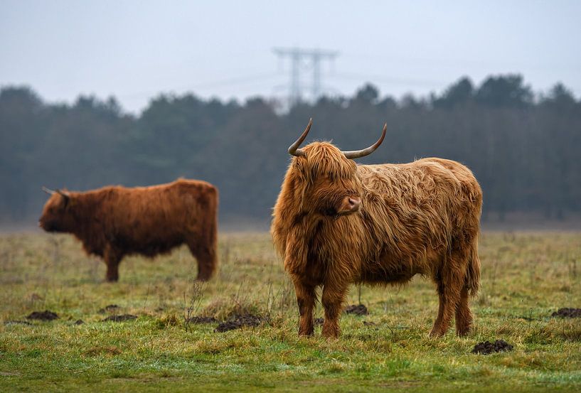 Zwei schottische Hochländer auf dem Feld (Hochlandrinder) von Chi