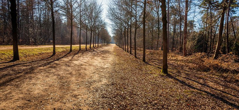 Scheinbar endloser Weg in einem niederländischen Wald von Ruud Morijn