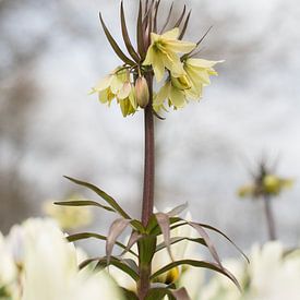 Lichtgele Fritillaria van Lisette van Gameren