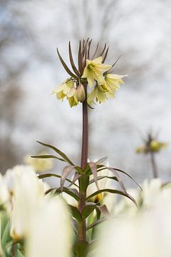 Fritillaire jaune clair sur Lisette van Gameren