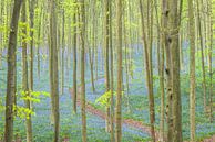Glockenblume blüht in einem Buchenbaumwald während eines Frühjahrmorgens von Sjoerd van der Wal Fotografie Miniaturansicht