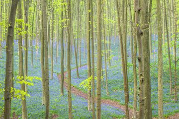 Wilde hyacinten bloeien in een beukenbos tijdens een de lenteochtend van Sjoerd van der Wal Fotografie