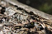 More than a tree trunk...