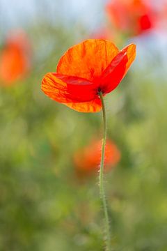 Klaproos in het zachte groen van John van de Gazelle fotografie