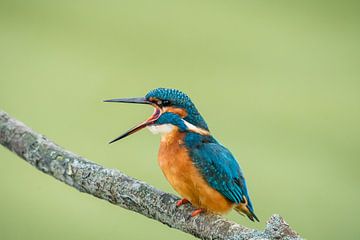 kingfisher