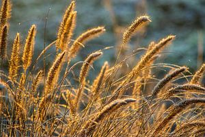 gras landschap bij zonsopgang sur Kris Ronsyn