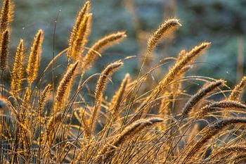 gras landschap bij zonsopgang