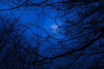 Bos in de nacht van Peter-Paul Timmermans