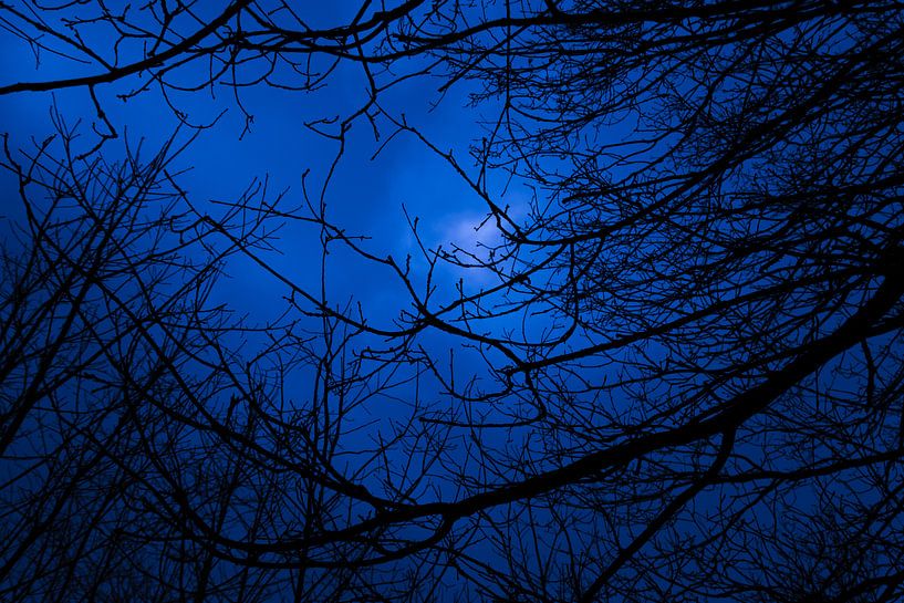 Bos in de nacht by Peter-Paul Timmermans