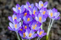 Frühjahrsblühende Krokusse