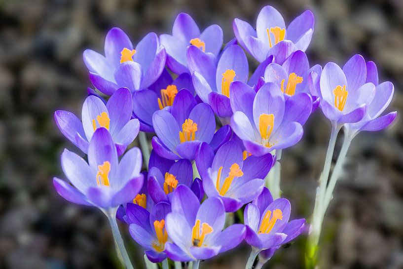 Spring-flowering crocuses by Dieter Meyer