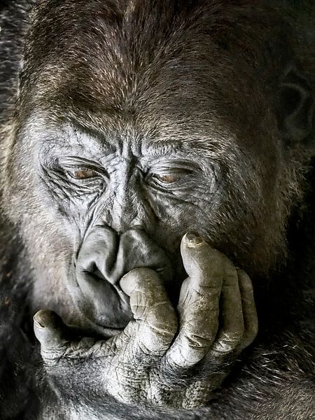 Gorille ; Zoo de Blijdorp par Loek Lobel