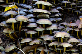 Der Hypholoma fasciculare, auch Gewöhnlicher Schwefelkopf oder Zwergschwefelkopf genannt, ist ein giftiger Pilz, der zur Familie der Strophariaceae gehört. von W J Kok