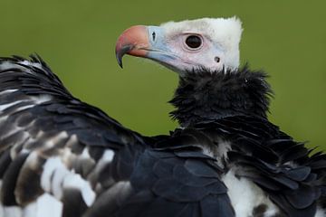 Witkopgier (Trigonoceps occipitalis) van Ronald Pol