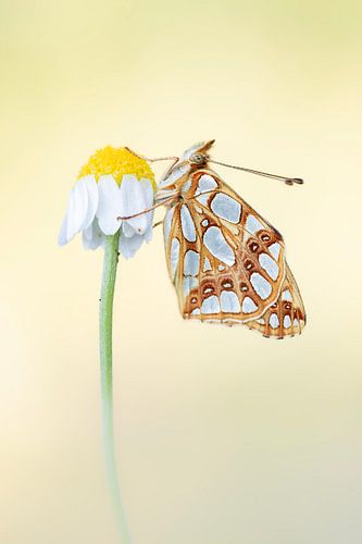 Queen of Spain Fritillary resting on a chamomile flower