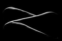 Bodylines