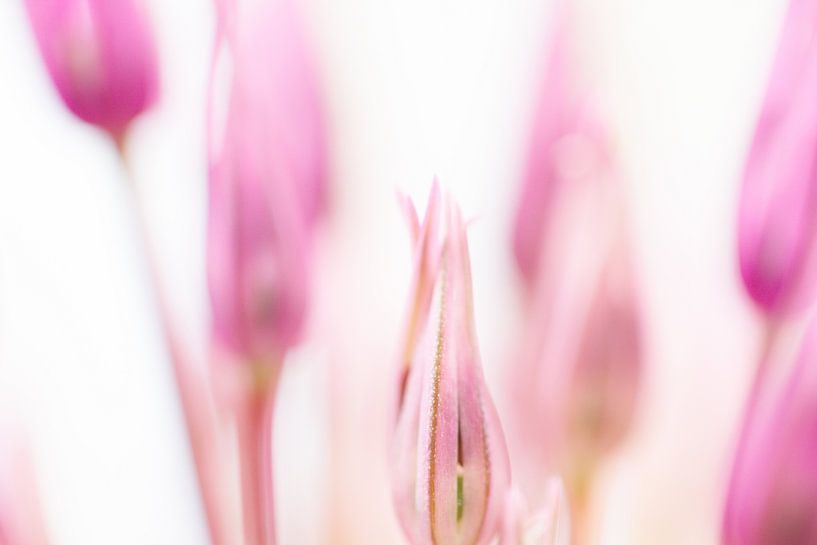 Ornamental onion light by Siska Heus