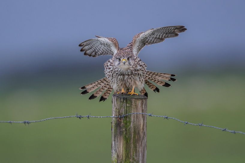 Torenvalk  vol in  beeld in weide  landschap von Ronald Groenendijk