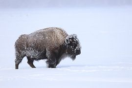 Bison dans la neige sur Anja Stolwijk