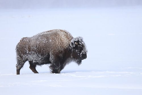 Bison in the snow