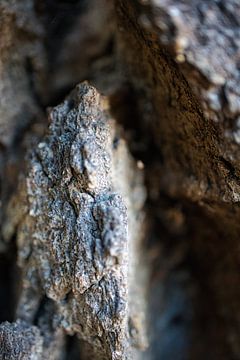 Bark van Raphael Kipfer