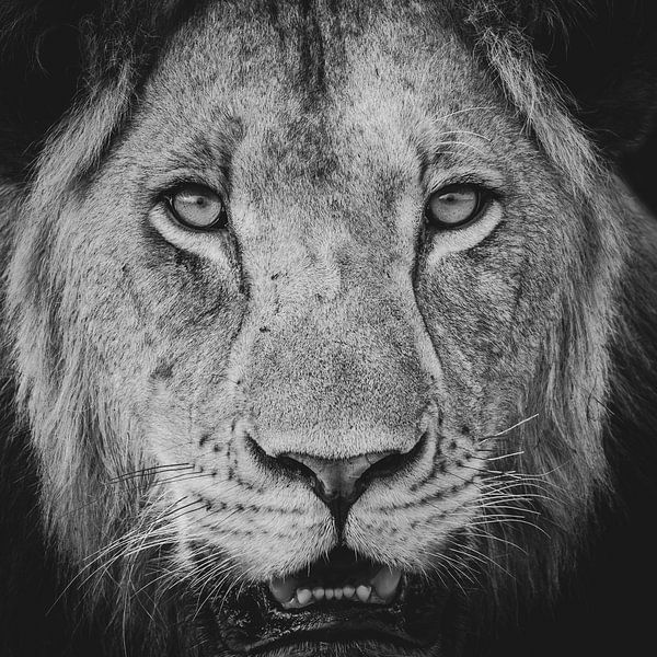 Regard intense du lion par Jack Soffers