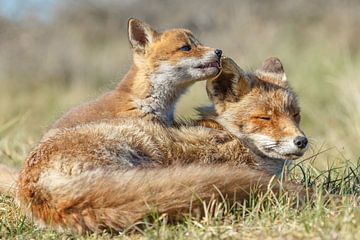 Red fox cub and mother by Menno Schaefer