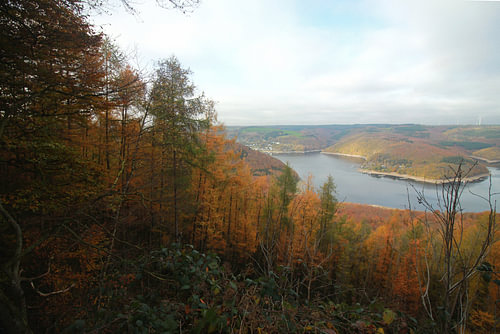 Colourful image of autumn trees in Eifel Nature Park