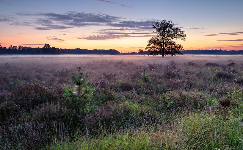 Bezaubernde Heidelandschaft bei Sonnenaufgang: Nebliger Morgen mit jungem Leben von Hevonax Photography