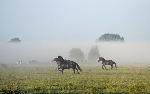 Friese paarden in de mist