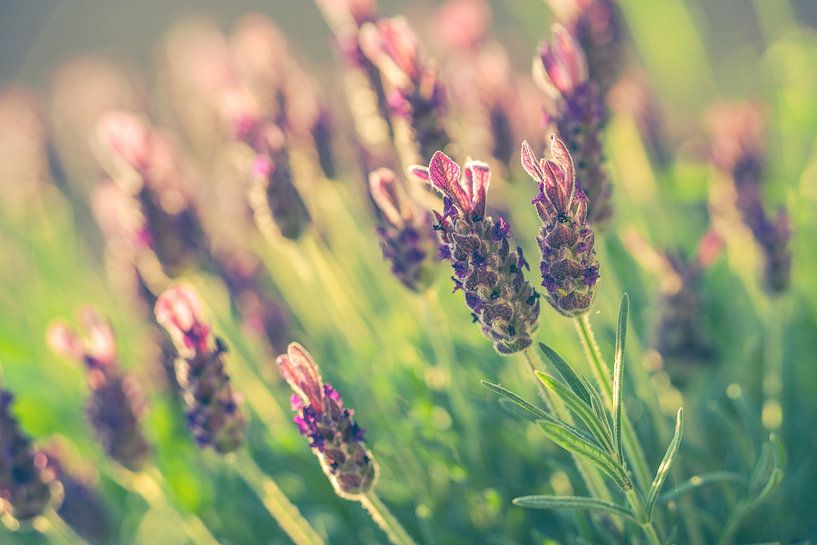 Blühender Lavendel von Wouter Kramer