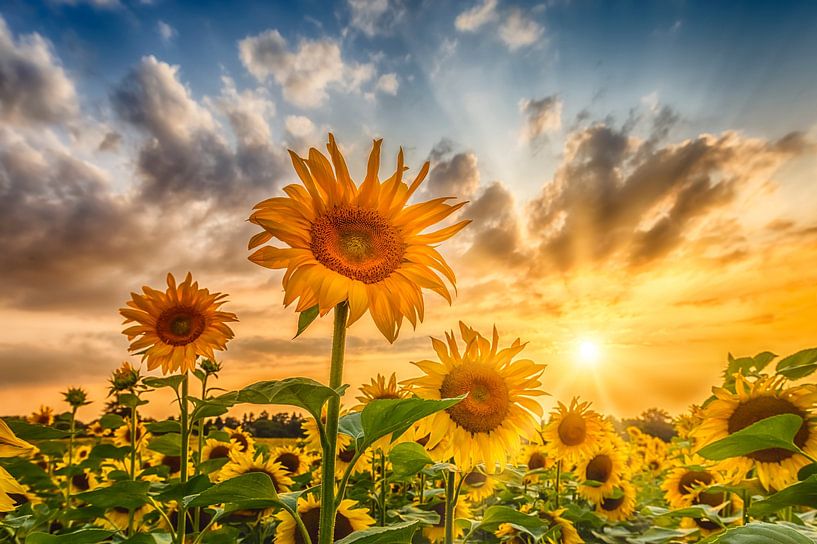 Sonnenblumenfeld im Sonnenuntergang von Melanie Viola