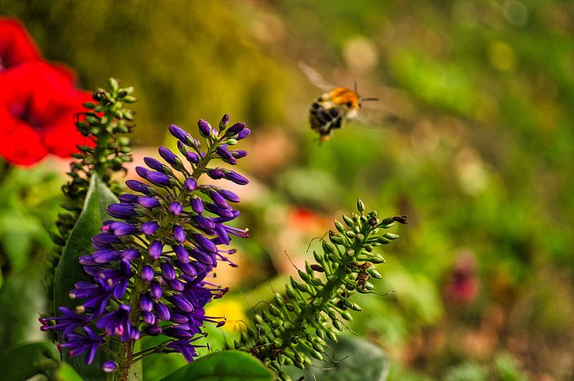 Hommel vliegt op een bloem om nectar te verzamelen van Martin Köbsch