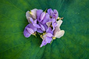 Kleine wilde Orchideen auf einem Lotusblatt gesammelt. von Michael Klinkhamer