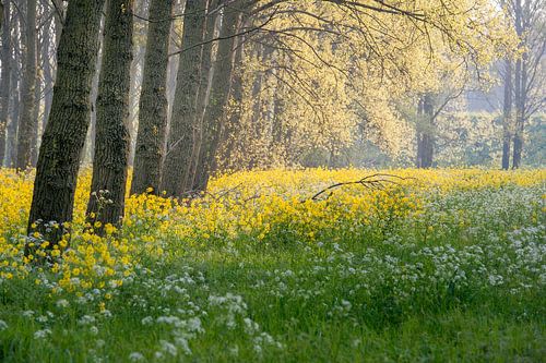 Bosgezicht met koolzaad