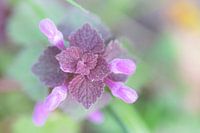 Purple deadnettle