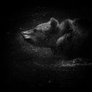 Europese bruine beer van Ruud Peters thumbnail