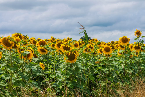 Sunflowers and a grey sky by Patricia Hofmeester