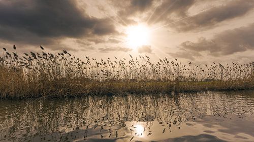 Idyllic water landscape with reeds