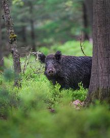 Wild boar
