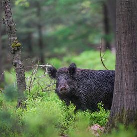 Wild boar by Tom Zwerver