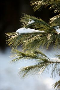conifère dans la forêt avec une couche de neige, paysage d'hiver sur Karijn | Fine art Natuur en Reis Fotografie