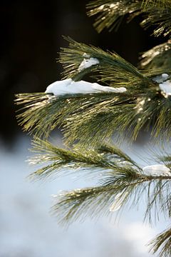 naaldboom in het bos met een laagje sneeuw, winterlandschap van Karijn | Fine art Natuur en Reis Fotografie
