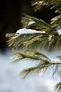 conifère dans la forêt avec une couche de neige, paysage d'hiver par Karijn | Fine art Natuur en Reis Fotografie Aperçu