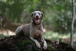 Happy Weimaraner van Carine Belzon