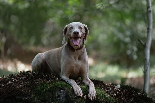 Happy Weimaraner