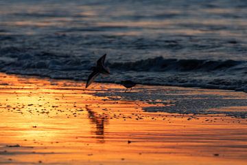 Flight over Golden Water by Sebastian Stef