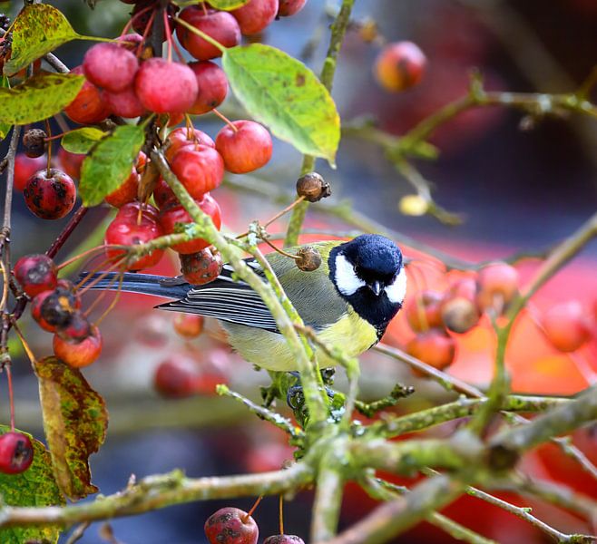 Great tit in an apple tree by ManfredFotos