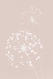 Dried Flower Pink by Pictufy Studio III