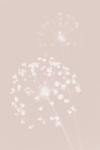 Gedroogde bloem roze